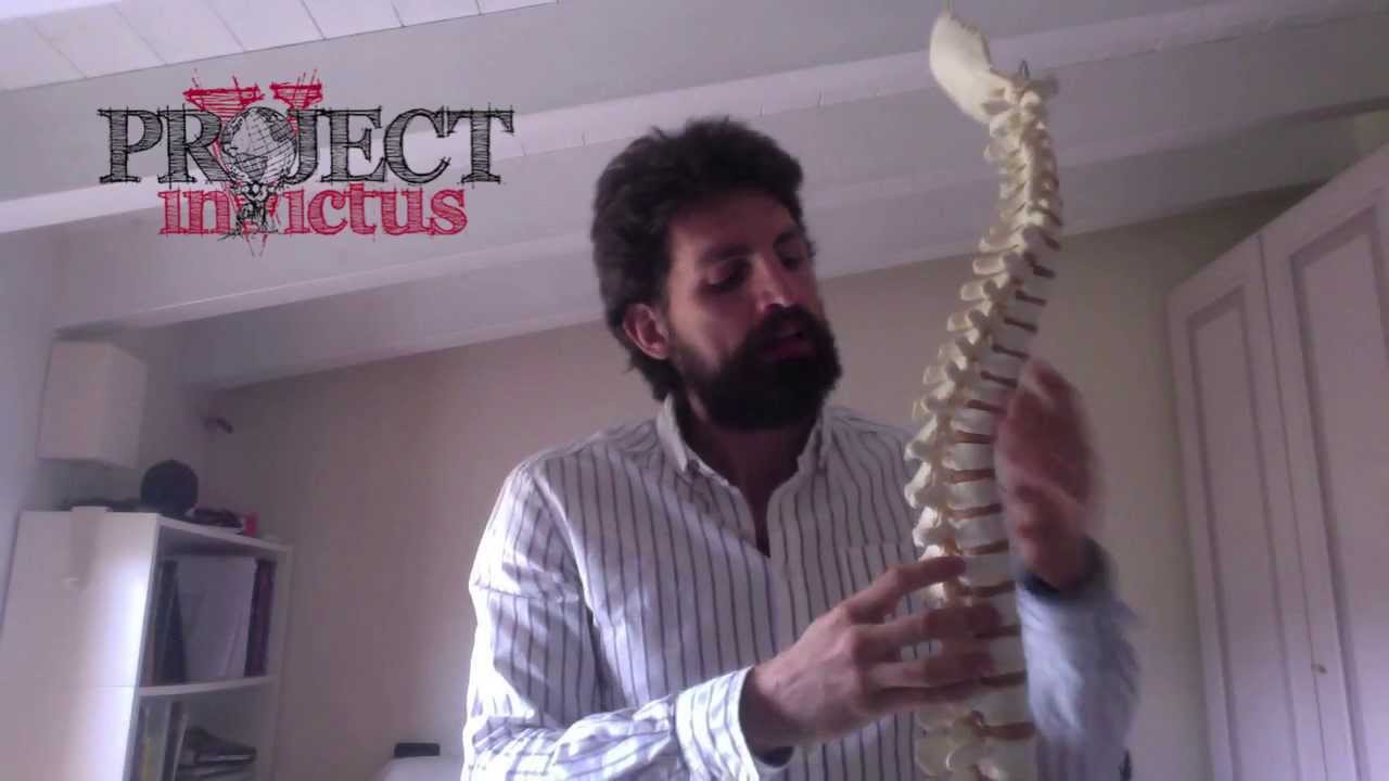 Perch&egrave; la colonna vertebrale ha le curve?