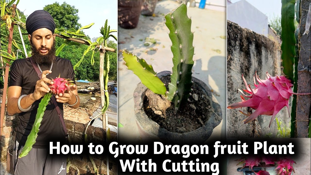 How to Grow Dragon fruit Cutting