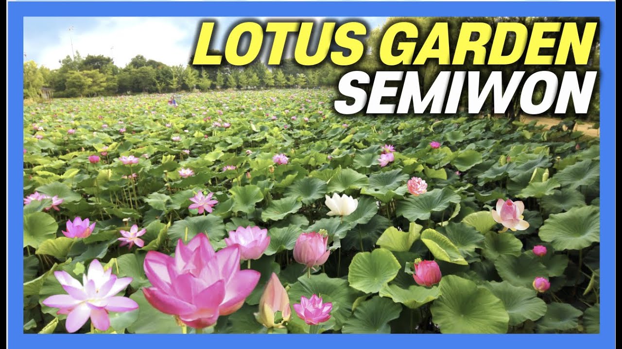 [4K] Semiwon Lotus Festival 세미원 Автошкола возле Сеула, Корея