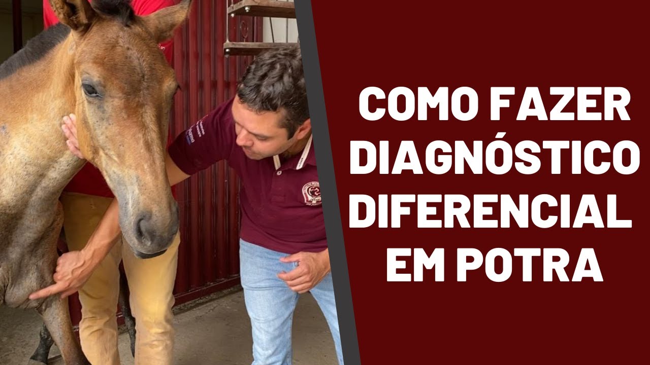 Como fazer diagnóstico diferencial em potra - Abscesso em potra