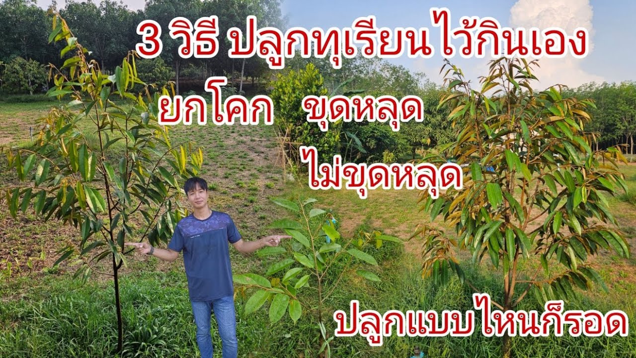 แนะนำ​ 3 วิธีปลูกทุเรียน​ ปลูกแบบไหนก็รอด