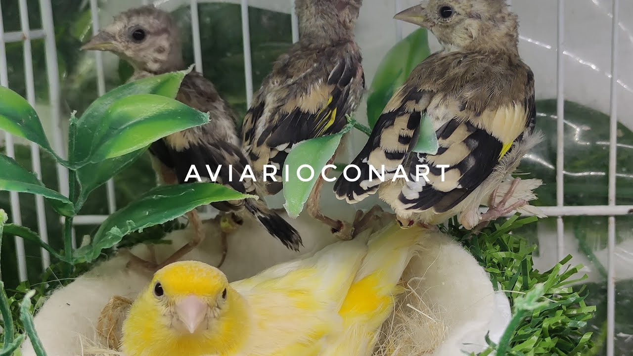 algunos pichones 2024 - aviarioconart
