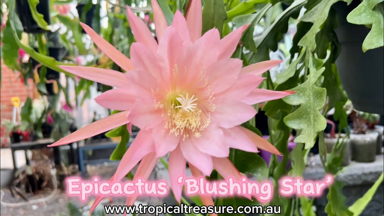 Epicactus &lsquo;Blushing Star&rsquo;