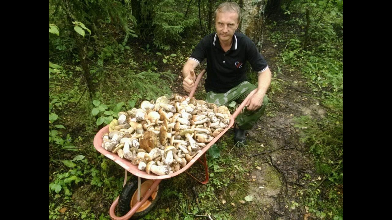 Тихая охота. Красавцы Белые.