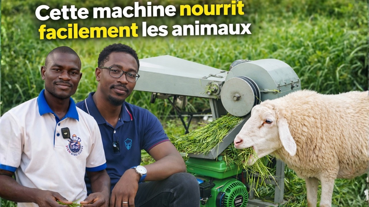 J’ai fabriqué la machine idéale qui nourrit les animaux