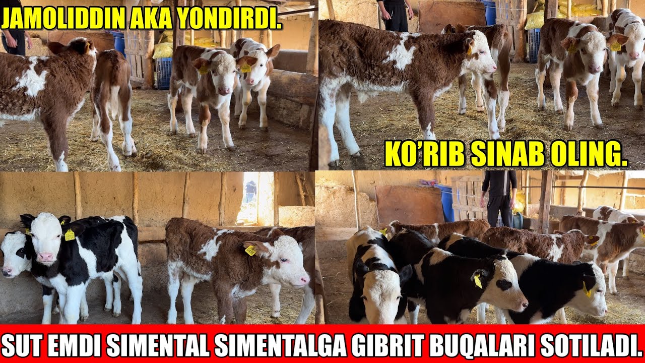 SUT EMDI SIMENTAL SIMENTALGA GIBRIT BUZOQLAR SOTILADI.