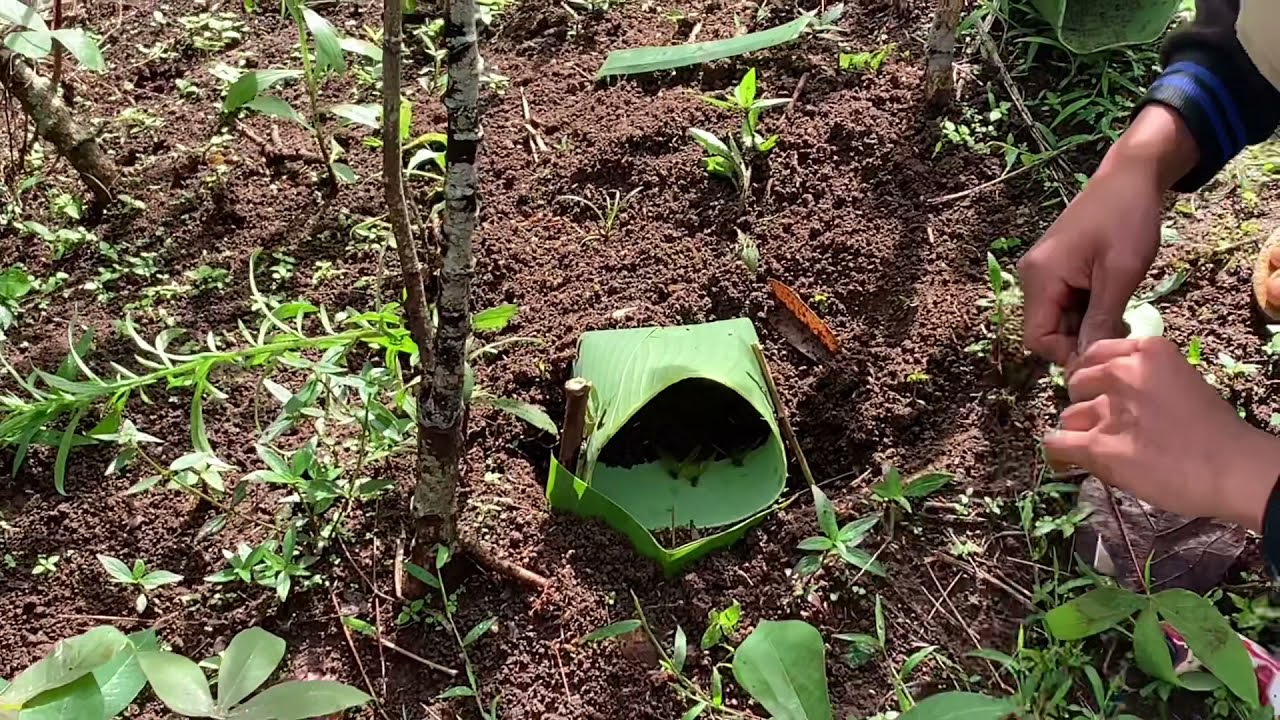 PROSES MENGAMBIL LARON & CARA MEMBUAT KONCA DARI DAUN PISANG @SOBAT_ADVENTURE#laron#rayapkayu