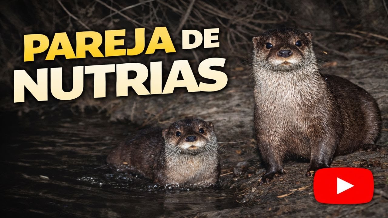 Pareja de nutrias