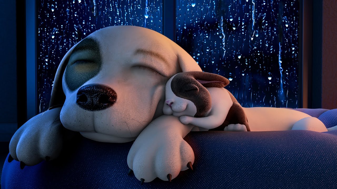 Does Your Dog Have Separation Anxiety? Calm Your Dog with Relaxing Rain Noise