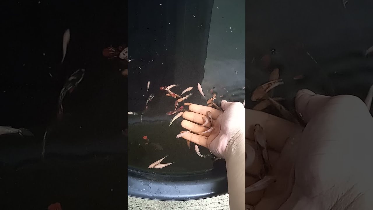 BETA FISH - BREEDING CONTAINER