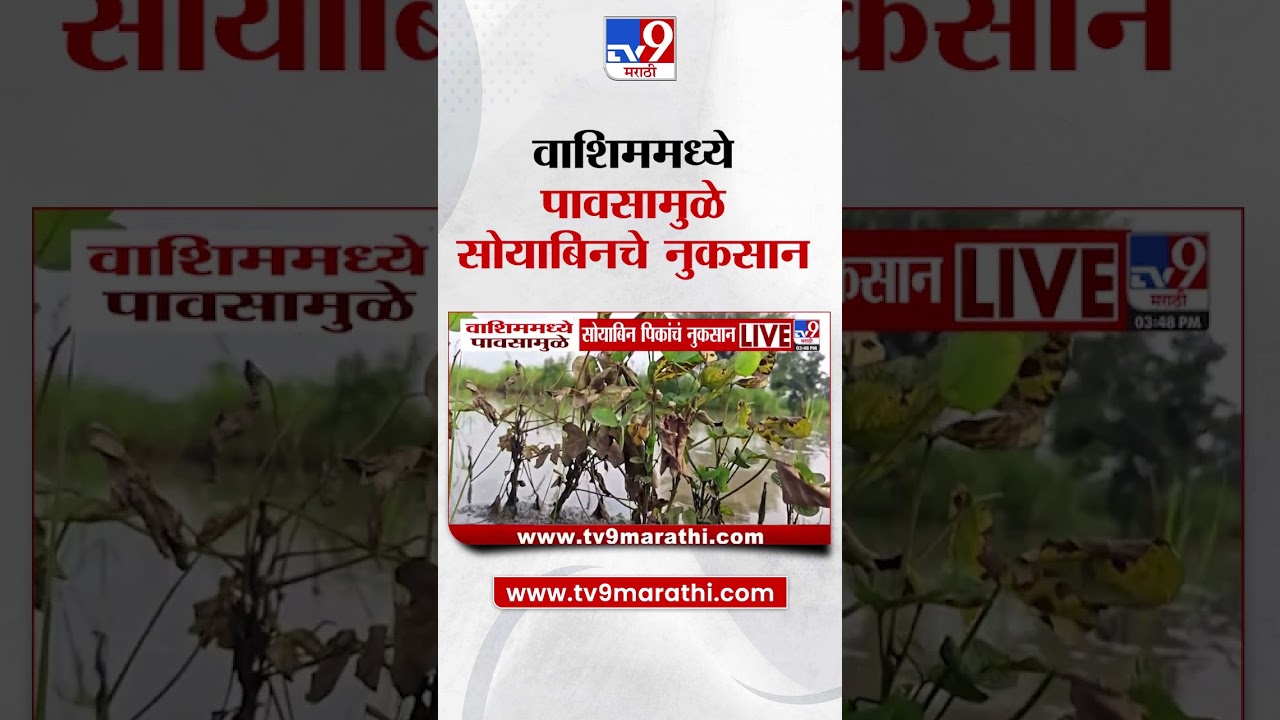 Washim मध्ये पावसामुळे सोयाबिन पिकांचं नुकसान  Crop Loss  Rain Update