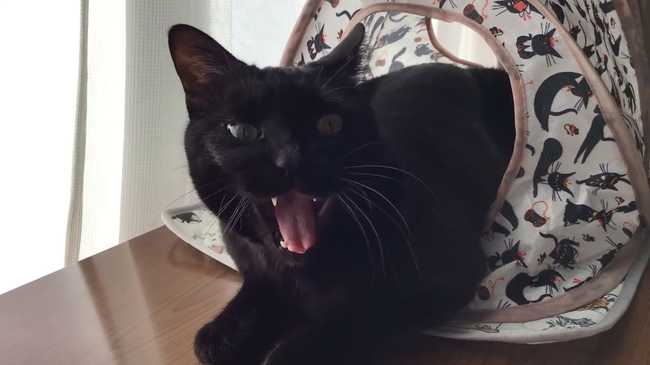 猫見守り配信🐈配信終了はiPadのバッテリー次第です🐈‍⬛キジトラかもしれないプラス黒猫ーキジ黒ー がライブ配信中！