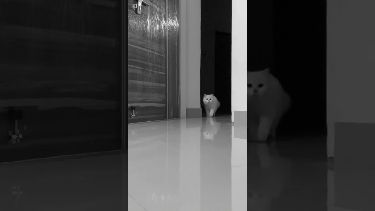 cute cat sneaking around || #shorts #youtubeshorts #short #shortvideo #youtube #petpets #cute