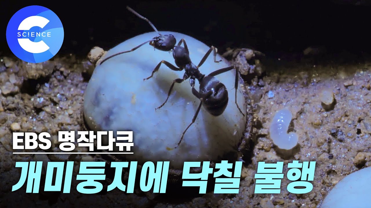개미둥지에 침투한 수상한 생명체의 정체는 무엇일까?