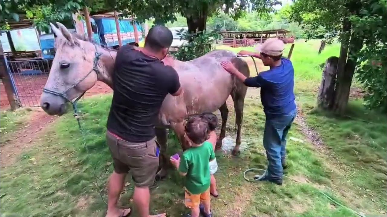 “Cuidar Também é Domar: Dia de Beleza Com Minha Potra Quarto de Milha”