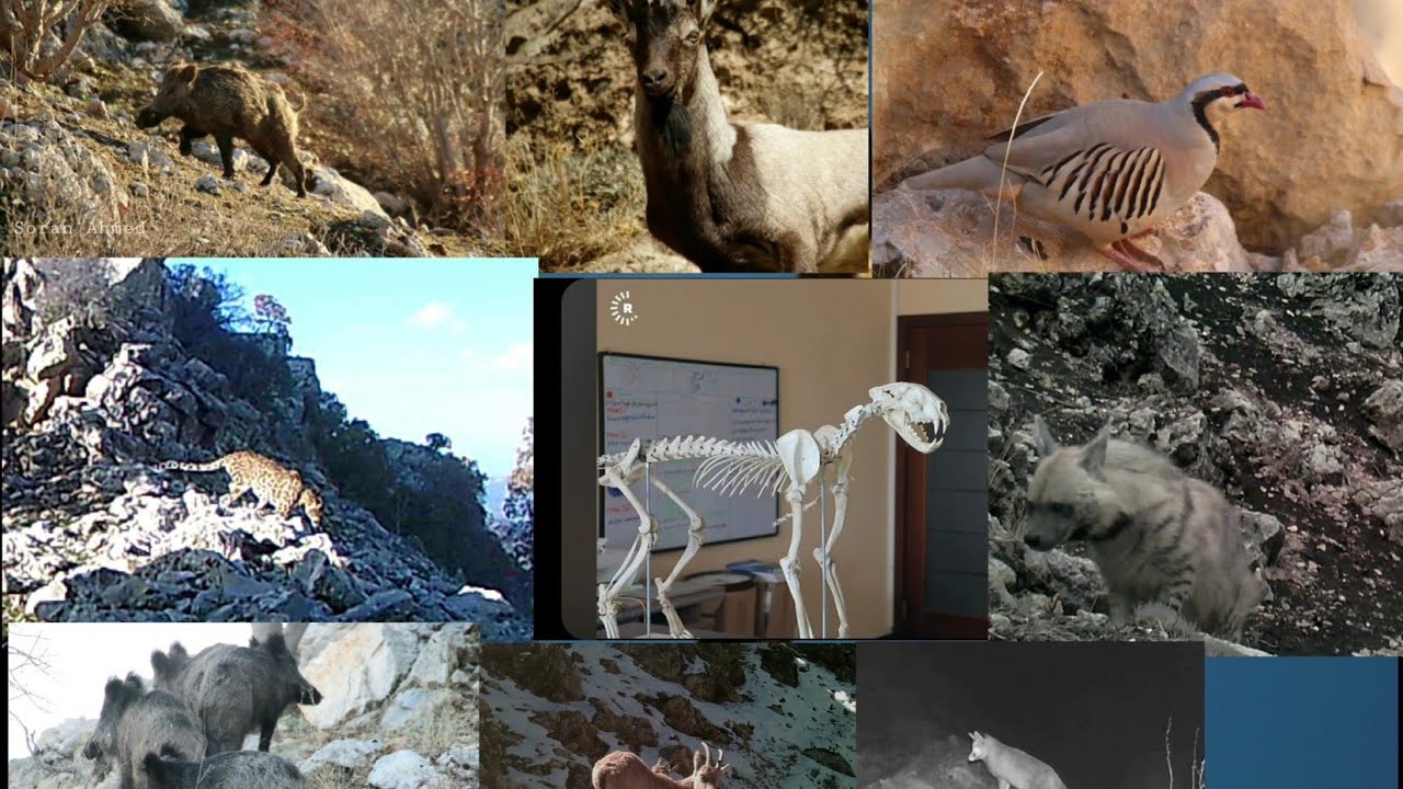 پڵنگ ،کەمتیار، ڕێوی ،کەڵ، کەو، کۆتر ،دەڵەک ،بەراز    Kurdistan wildlife - تنوع البيولوجي في كوردستان