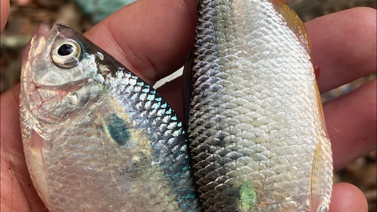 👉 Sera que tinha Peixe nesse Lago😱 , Frito de Lambrari 🐠Pescaria raiz