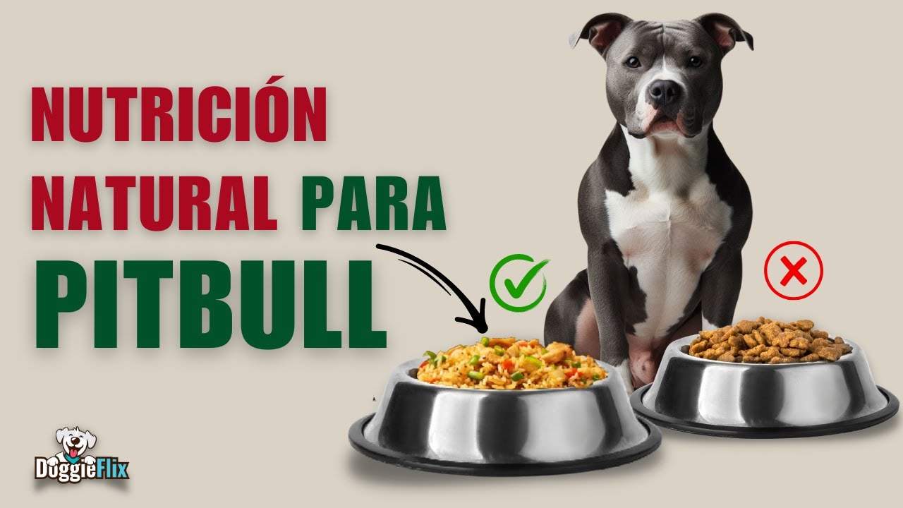 PITBULL : 3 recetas caseras y deliciosas para tu PITBULL