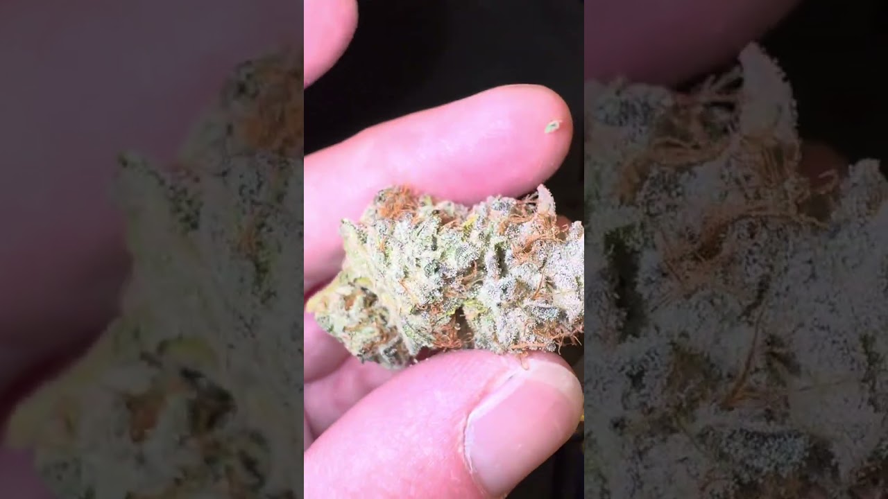 TERPY TIME TASTE BUDS - NEW DROP !!!! - TEAM ELITE GENETICS - PURPLE DUMP TRUCK 