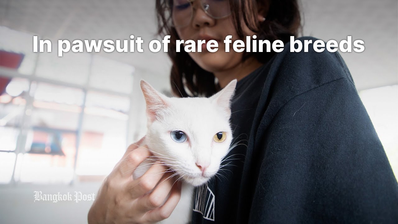 In pawsuit of rare feline breeds at Ancient Thai Cat Conservation Centre