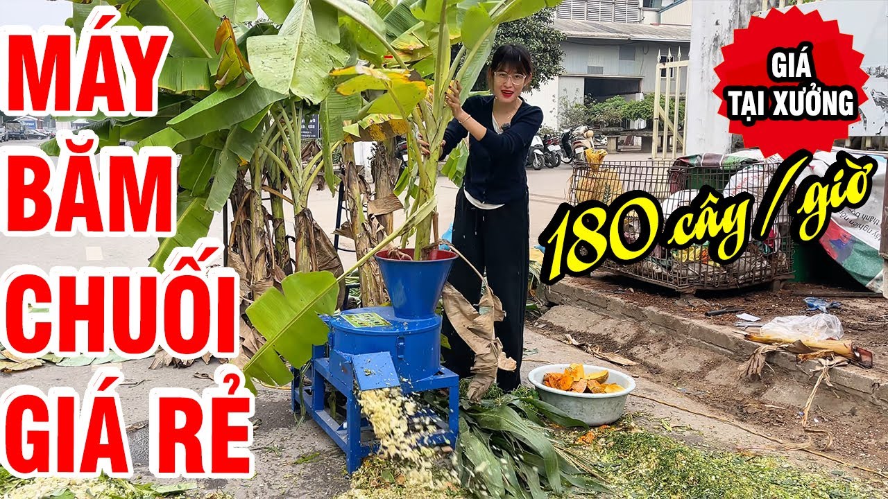 🔥 Tư Vấn & Báo Giá Mới Nhất 2026| Hơn 3 TRIỆU Có Thể Mua Máy Băm Chuối Nào TỐT NHẤT?