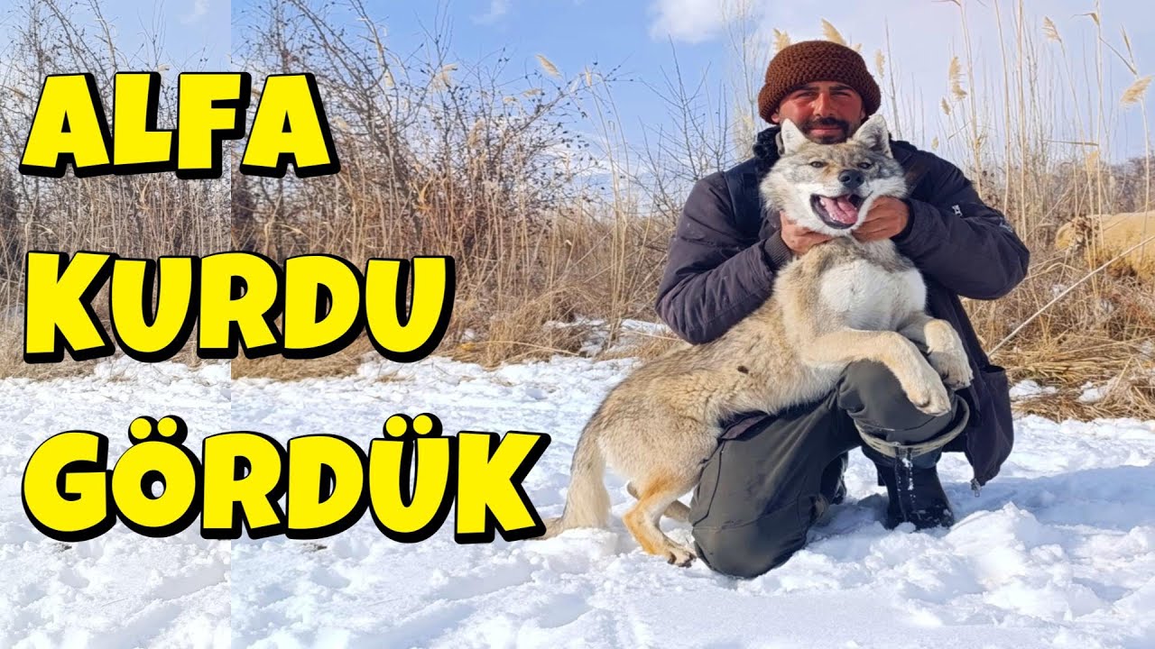MERT YILMAZ'I ZİYARET ETTİM,ALFA KURDU GÖRDÜM,YABAN DOMUZLARINI GÖRÜNTÜLEDİK,@Mert Yılmaz