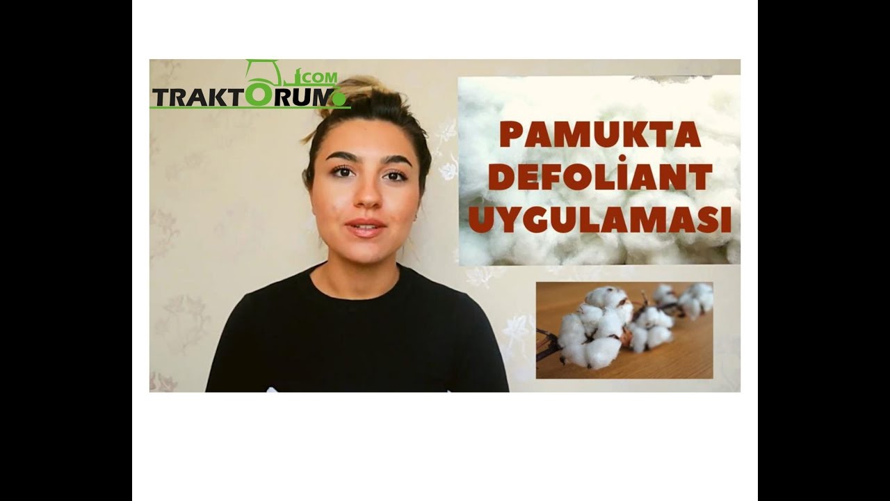 Pamuk yetiştiriciliği ve pamukta defoliant uygulaması