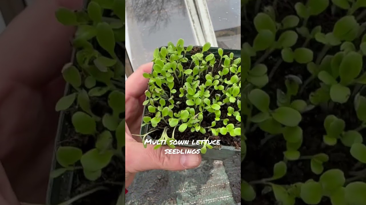 Step 1: Multisowing to save space !