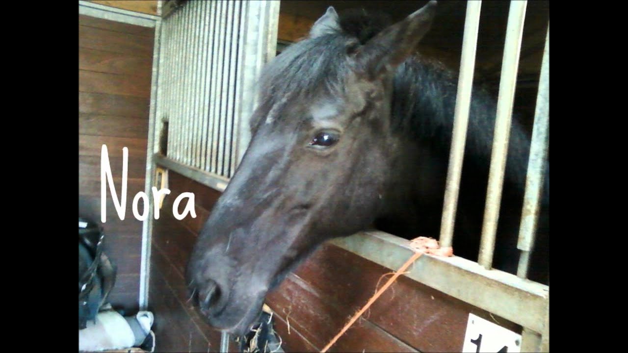 Paarden en pony's van manege De Wildhoef