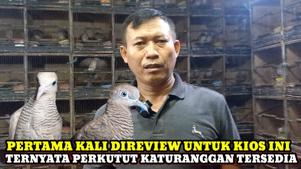 PERTAMA KALI DIREVIEW STOK PERKUTUT LOKAL KATURANGGAN TERSEDIA DIKIOS MARZUKI PASAR BURUNG PRAMUKA