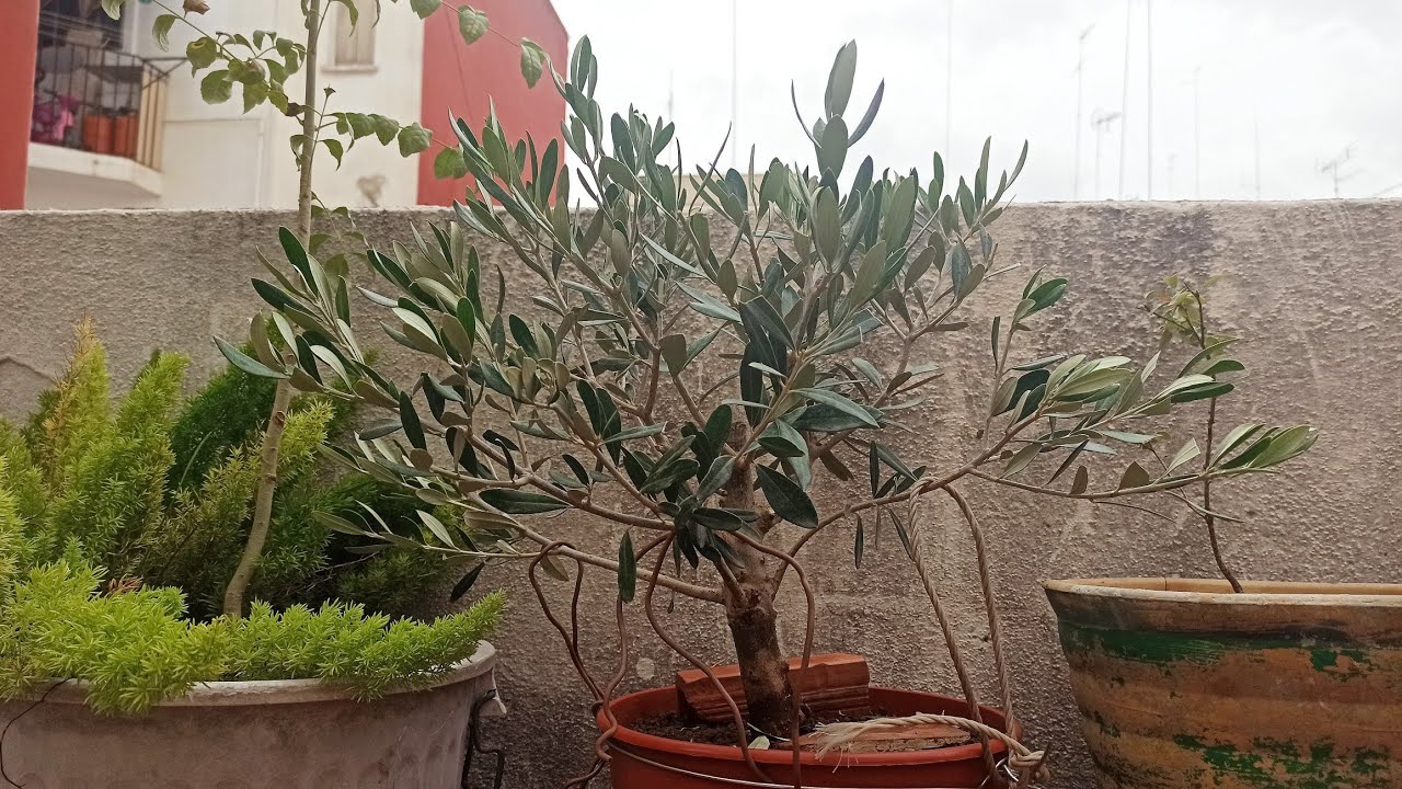 Olea europaea, cultivo, trucos básicos.