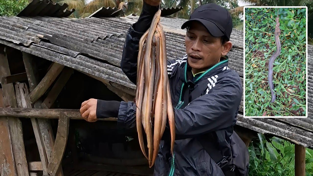 Panen belut besar jekpot ular  di kolam lele