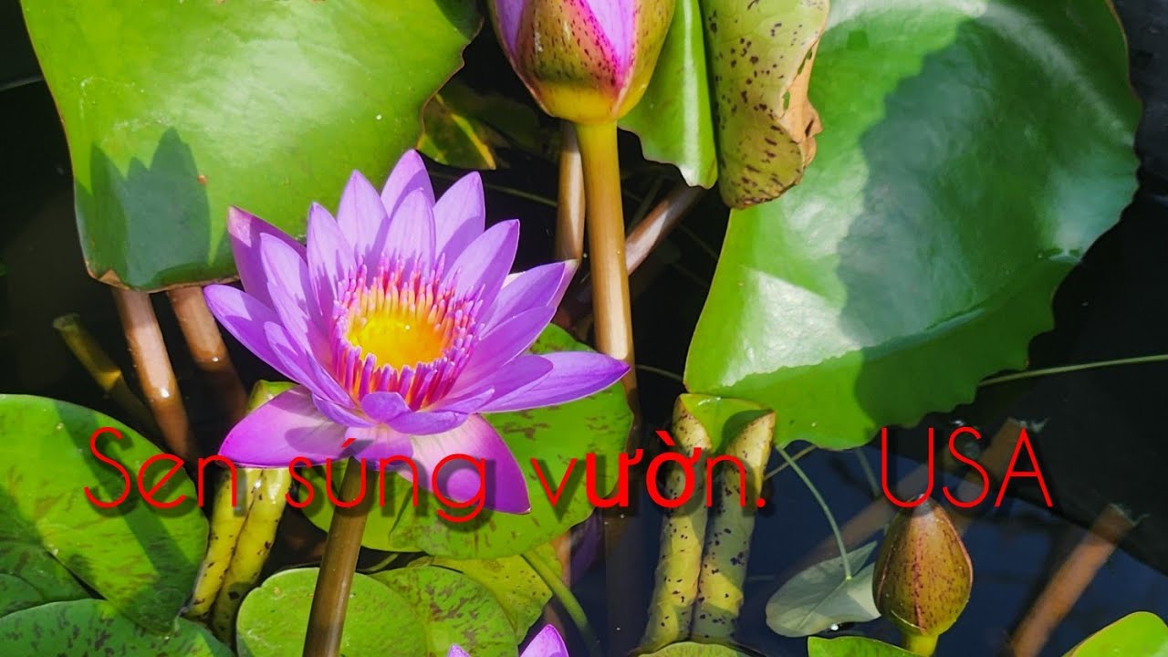 12 _ 25_ 2025 mời các bạn ngắm hoa và trái vườn mình mùa đông 