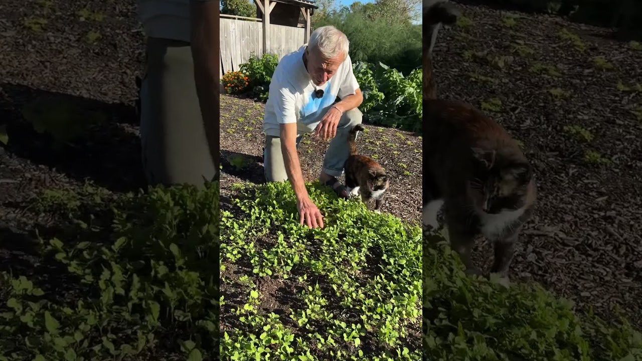 Free Fertility for No Dig Beds: Growing Mustard as a Green Manure
