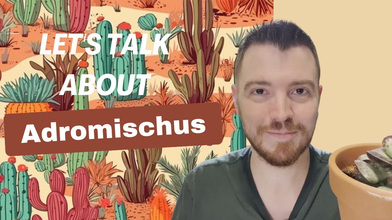 Let's Talk about Adromischus