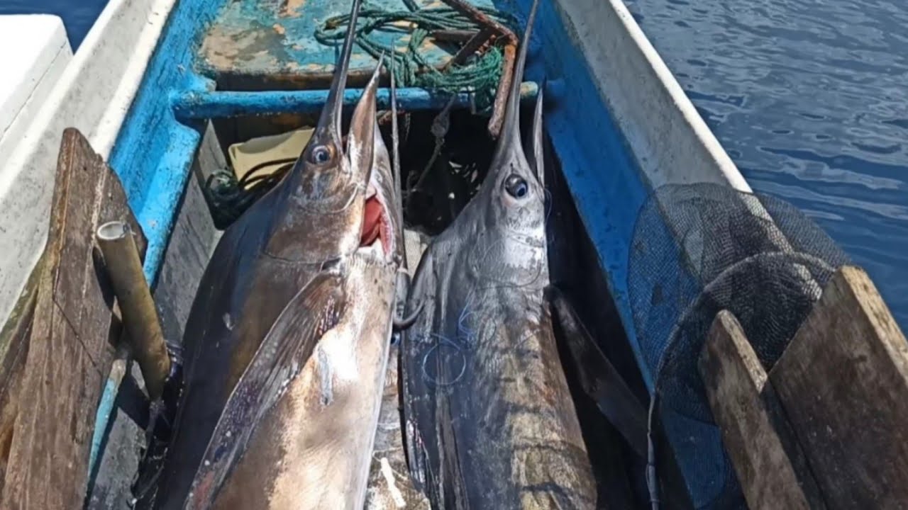 JUMPA LAGI DENGAN KAWANAN MARLIN/LAYARAN | TAK BUTUH LAMA 3 EKOR BISA DIDAPAT#mancingmania