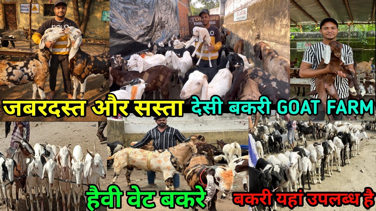 सबसे सस्ता दे रहे हैं झारखंड मे ला कर बकरी🥰| DR AGRO GOAT FARM || Bakari bazar Dhanbad |goat farming