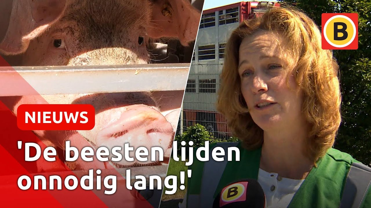 Woede over slachterij Boxtel | Omroep Brabant