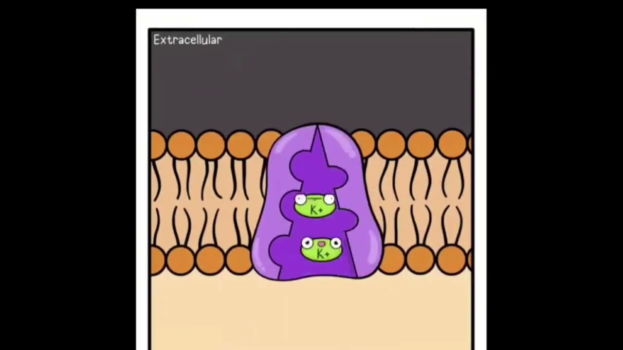 Na-K насос. Явища переносу. Відео-пояснення.