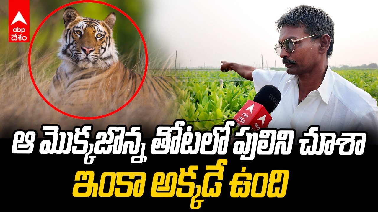 Tiger Fear Torredu Farmers | పొలం పనులకు వెళ్లాలంటే దడ పుడుతోందన్న రైతులు | ABP Desam
