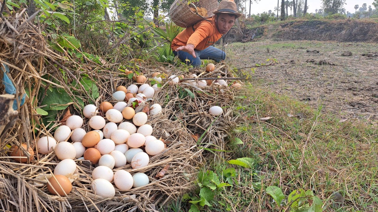 BEST UNIQUE FINDING!  pick a lot of eggs and snails on the tree stump pick a lot Best by hand