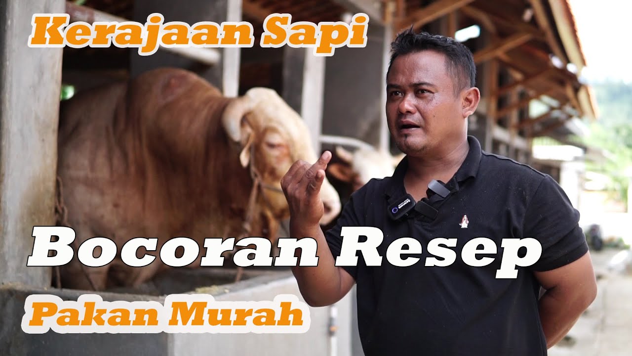 BOCORAN RESEP PAKAN TERNAK MURAH KANDANG SAPI MODERN KELAS SULTAN ‼️