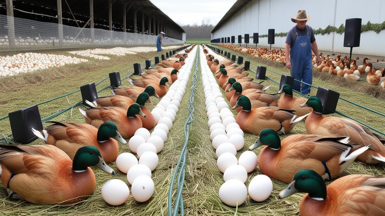 Harvesting Organic Duck Eggs - Egg Laying Duck Farm Business - Duck Eggs