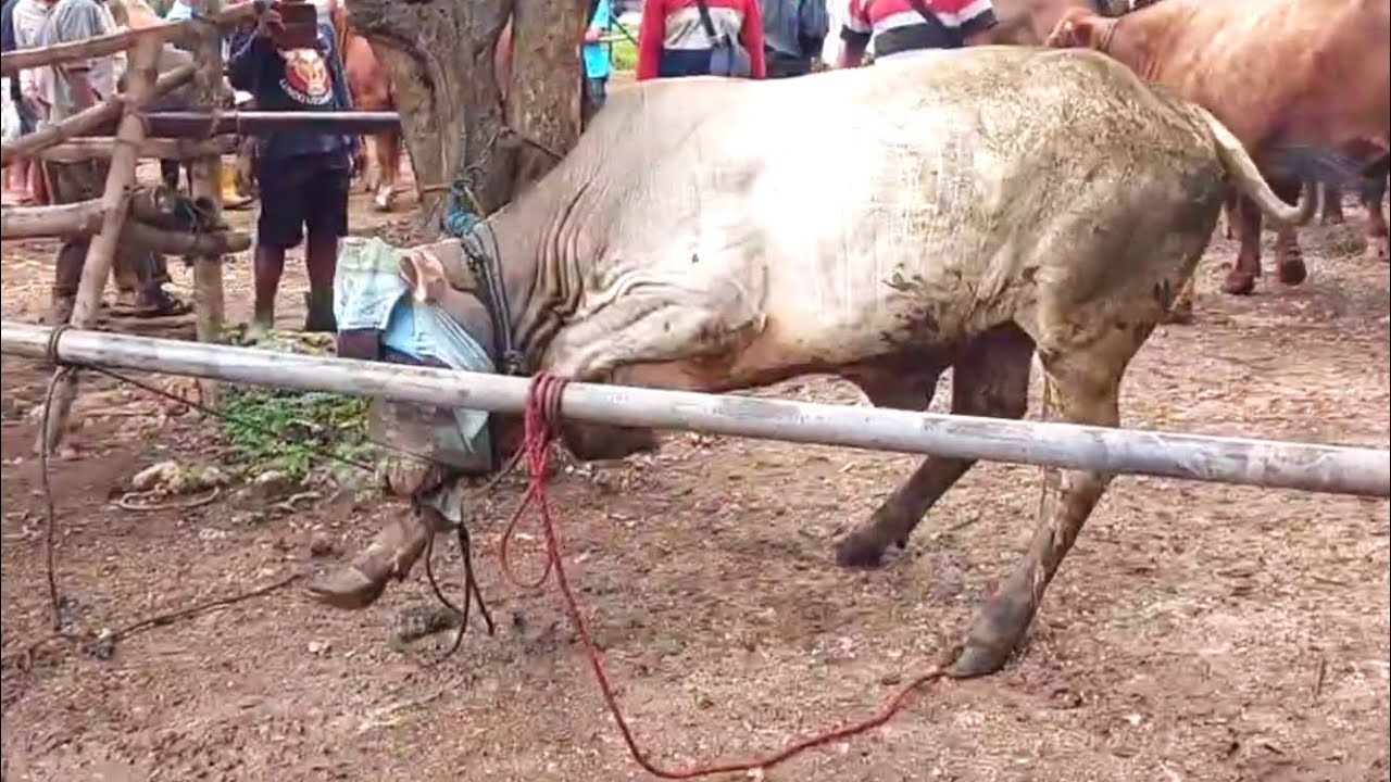 GEGER GEDEN ❗️SAPI BERTOPENG NGAMUK BIKIN ULAH DIPASAR 🔥🔥🔥