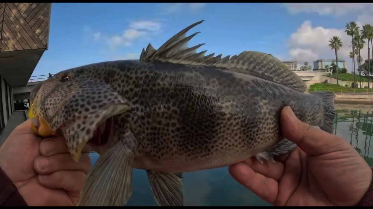 Spotted bay bass harvest - Fishing Newport harbor