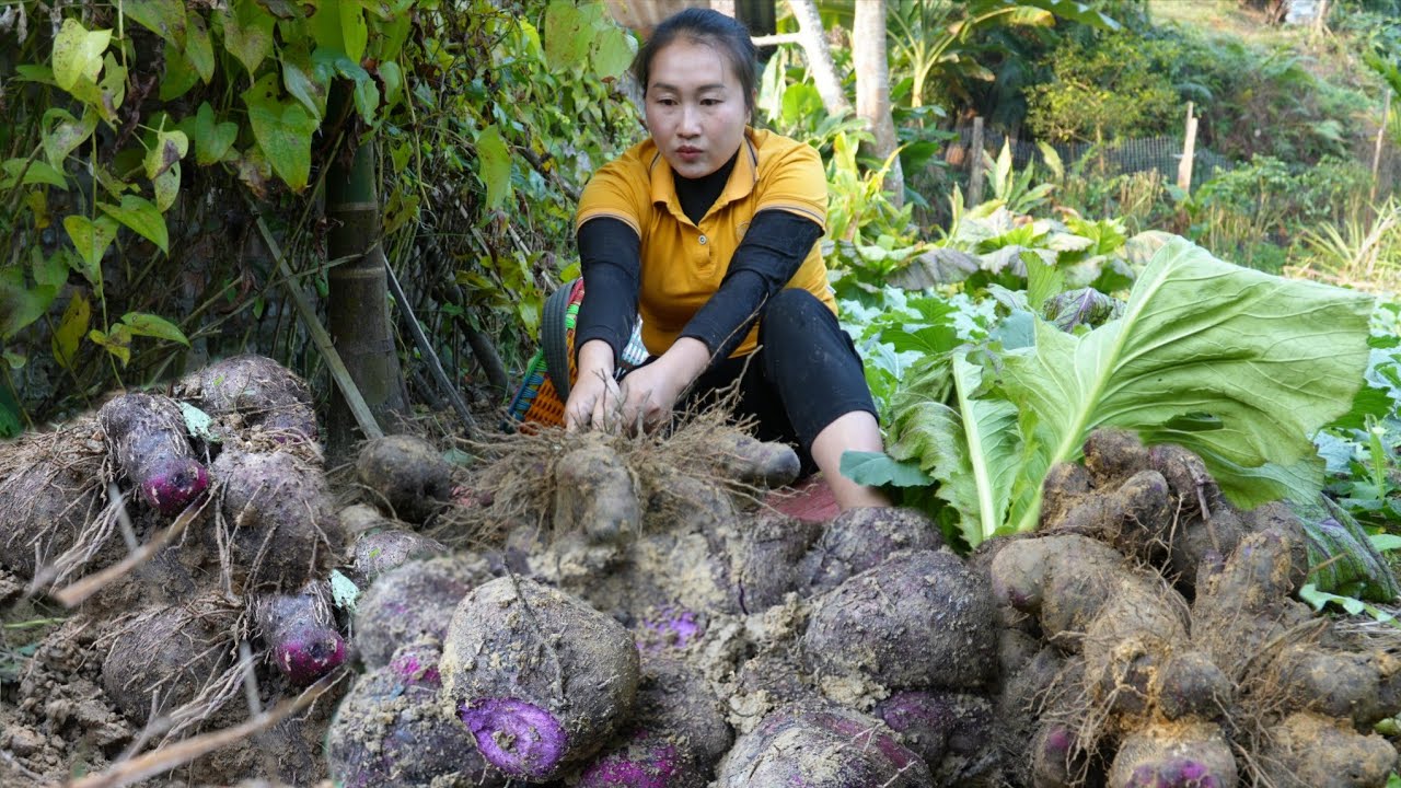 Purple Yam - gift from the land, sweetness from human hands and take them to the market sell.