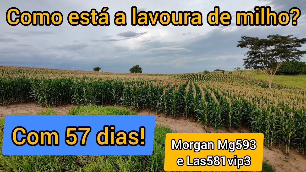 Milho verão 57 dias após o plantio | vídeo no momento do pendoamento! Morgan MG593 e LAS581 Vip-3