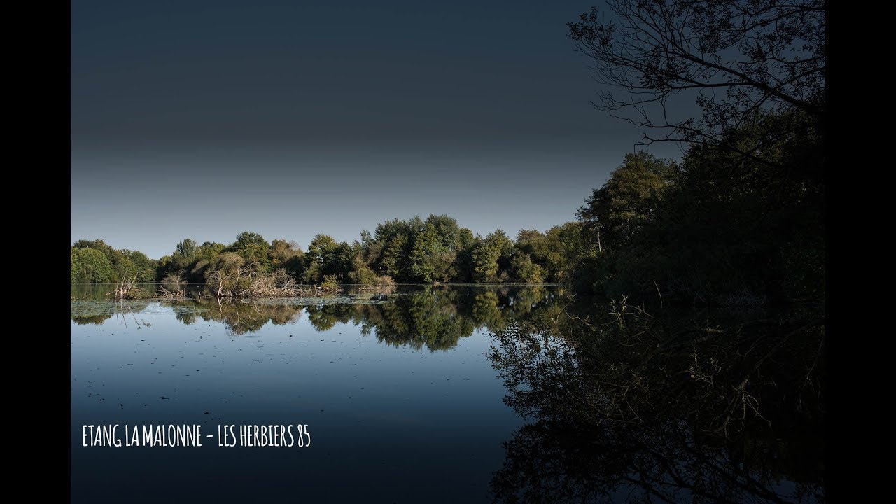 Etang la Malonne - Pêche de la carpe vendée [HD]