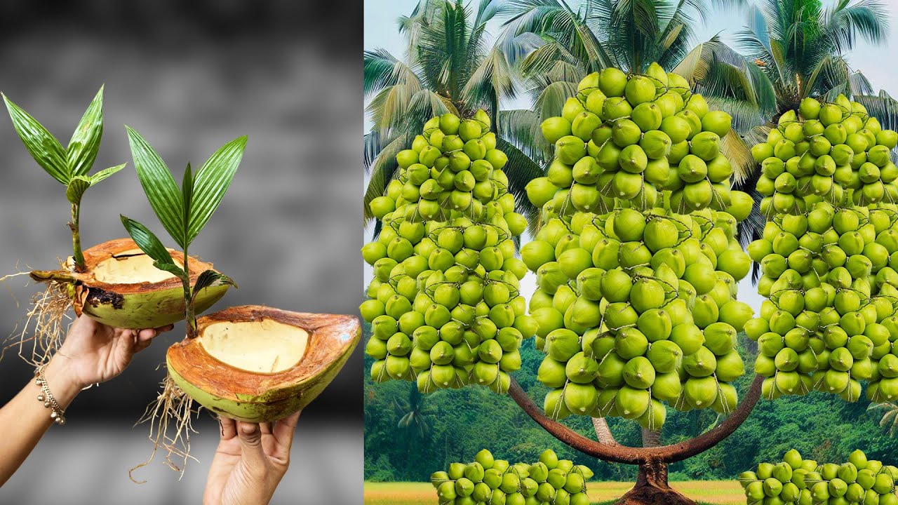 Grafting Coconut Tree From Young Coconut Fruit