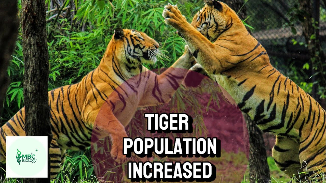 Nepal Increased the Tiger Population by Three-Fold #Tiger #conservation #efforts